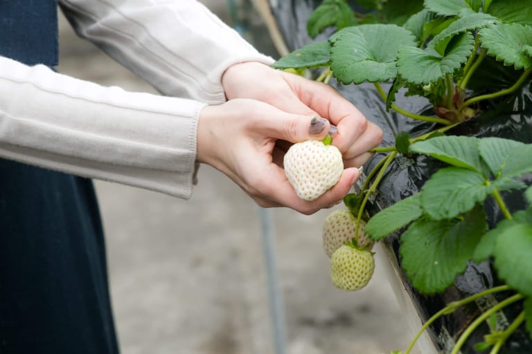 期間限定 3色いちご狩り 公式 マリントピア ザ スイート