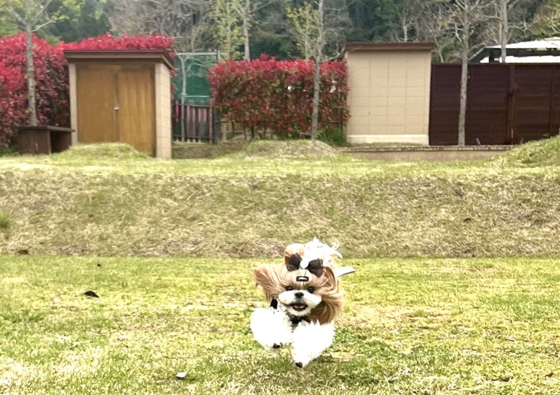 お庭の芝生を駆ける愛犬