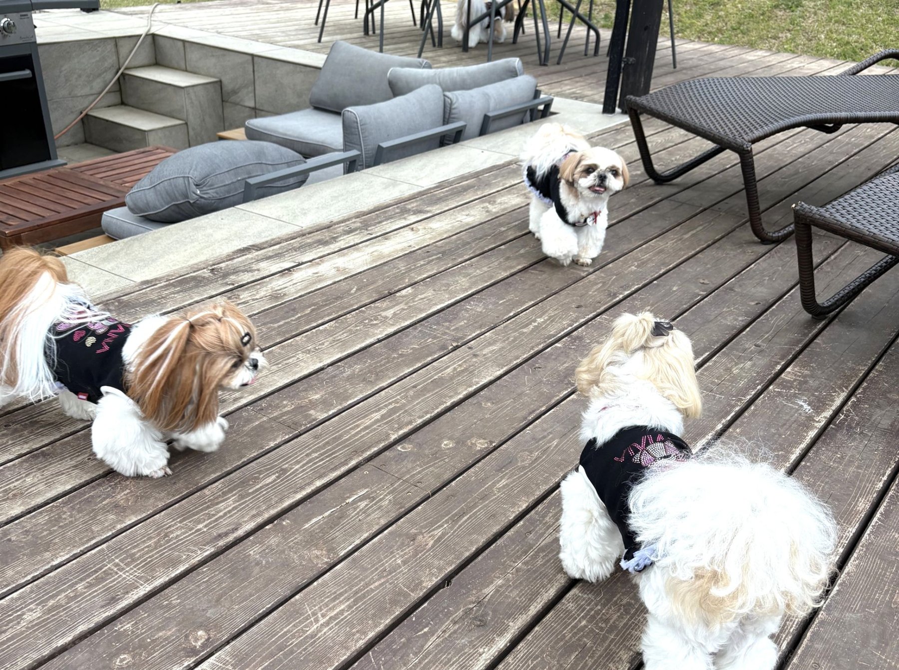 プールサイドのデッキにいる愛犬たち