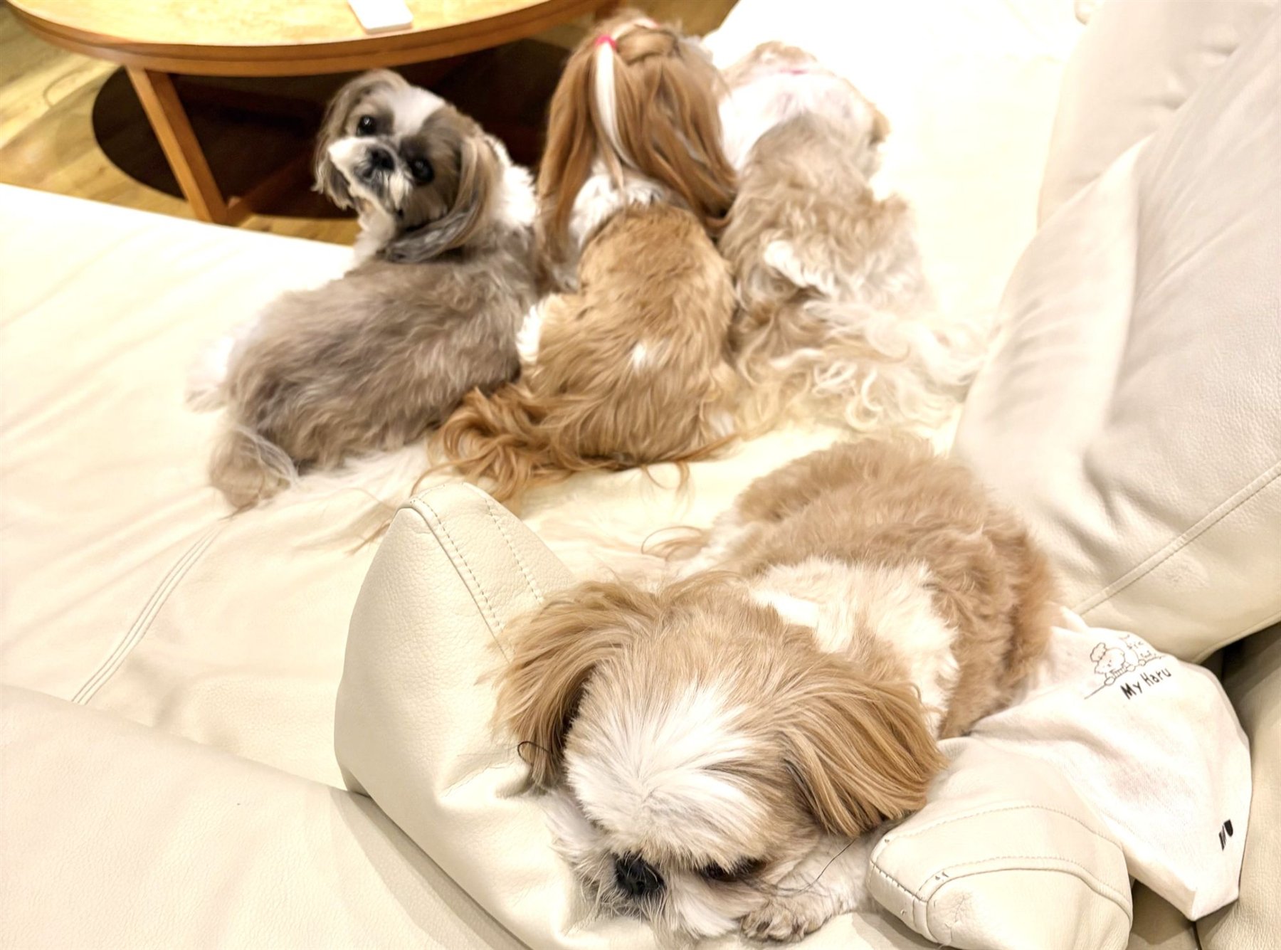 リビングのソファでくつろぐ愛犬たち