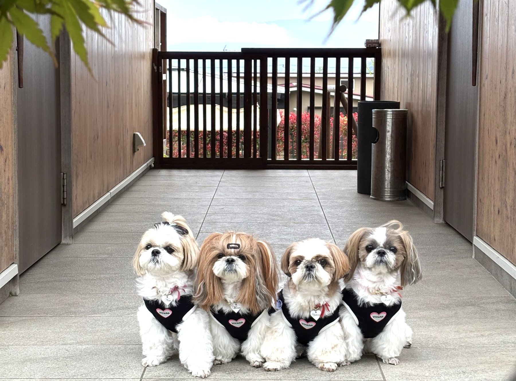 ヴィラの入口に並ぶ愛犬たち